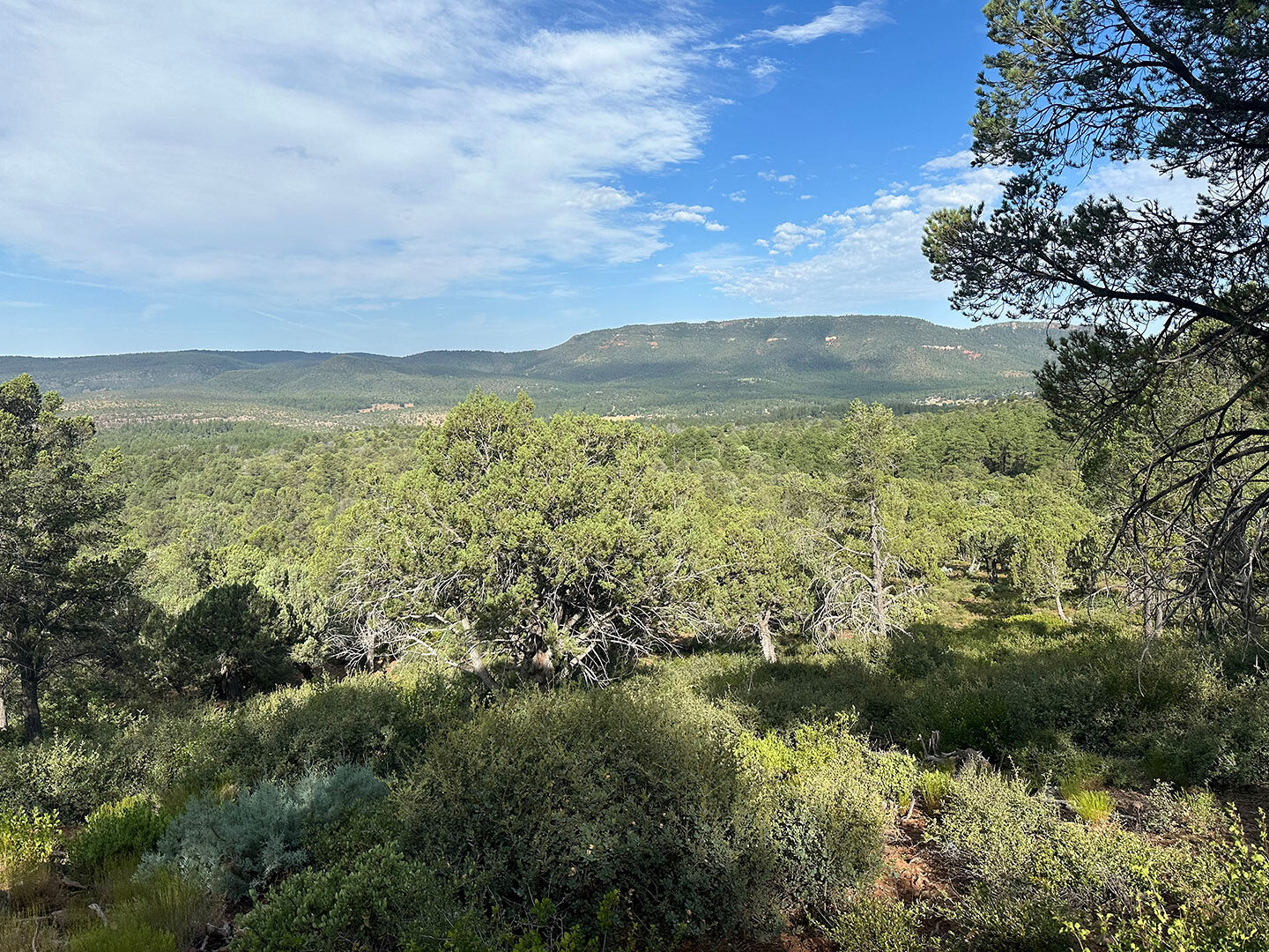 Scenic overlook in Pine